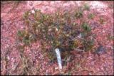 Indian hawthorn leaf spot